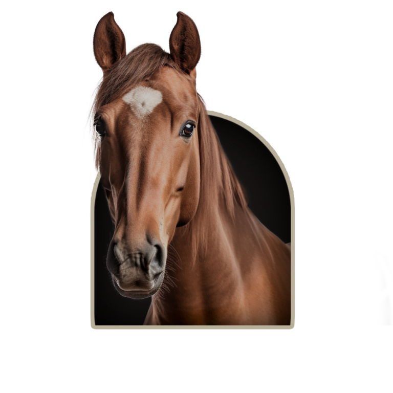 Przedstawienie koni wyścigowych rasy: pełna krew angielska.