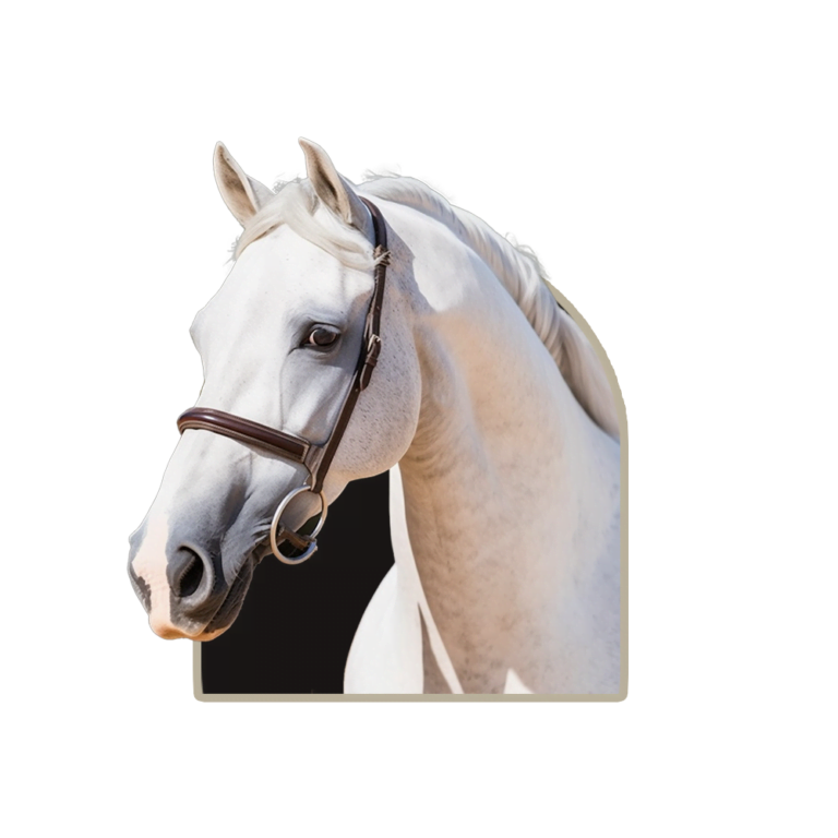 Przedstawienie koni wyścigowych rasy: czysta krew arabska.